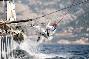 Louis Vuitton Cup alla Maddalena: vittorie di Mascalzone e Luna Rossa