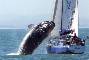 Balena salta su una Barca a vela